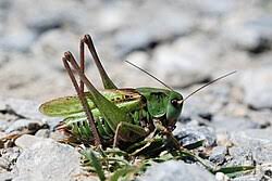 Attēlu rezultāti vaicājumam “Decticus verrucivorus”