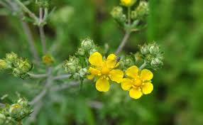 Attēlu rezultāti vaicājumam “Potentilla argentea fruit”