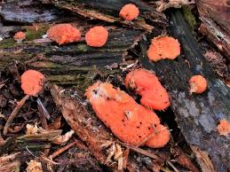 Attēlu rezultāti vaicājumam “Tubifera ferruginosa (subsp. ferruginosa) sessile”