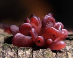 Attēlu rezultāti vaicājumam “Ascocoryne sarcoides”