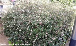 Attēlu rezultāti vaicājumam “Symphoricarpos x chenaultii”