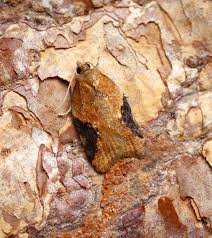 Attēlu rezultāti vaicājumam “Acleris laterana”