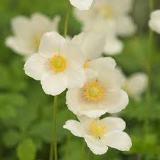 Attēlu rezultāti vaicājumam “Anemone”