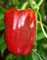 Afbeeldingsresultaat voor giant 3 sweet pepper