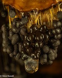 Attēlu rezultāti vaicājumam “Physarum, Nannengaella sp.”