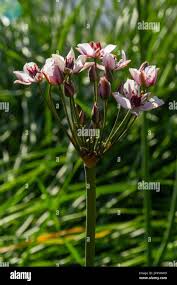 Attēlu rezultāti vaicājumam “Butomus umbellatus bud”