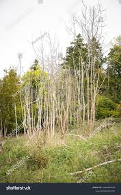 Attēlu rezultāti vaicājumam “Hymenoscyphus fraxineus”