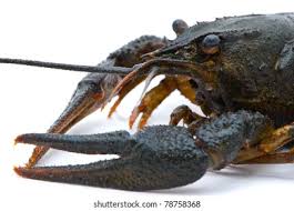 Attēlu rezultāti vaicājumam “Astacus leptodactylus”