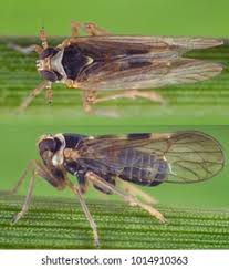 Attēlu rezultāti vaicājumam “Javesella pellucida female”
