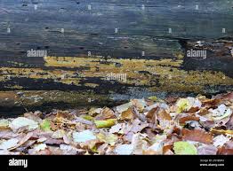 Attēlu rezultāti vaicājumam “Crustoderma dryinum”