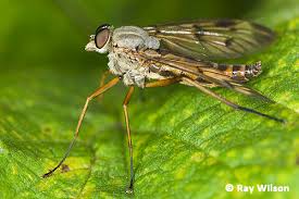 Attēlu rezultāti vaicājumam “Rhagionidae”