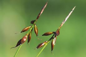 Attēlu rezultāti vaicājumam “Carex pulicaris”