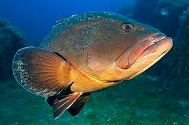 Image result for Epinephelus marginatus