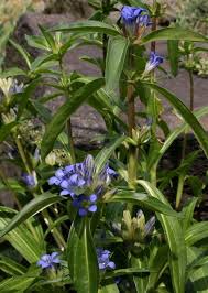Attēlu rezultāti vaicājumam “Gentiana cruciata flower”