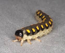 Attēlu rezultāti vaicājumam “Tenthredo mandibularis”