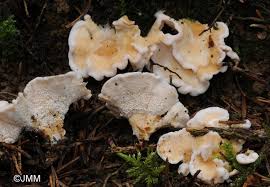 Attēlu rezultāti vaicājumam “Sistotrema confluens”