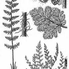 Attēlu rezultāti vaicājumam “Licea chelonoides sessile”