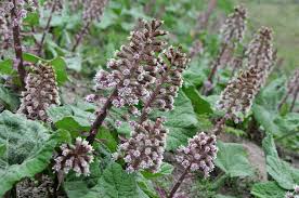 Image result for Petasites officinalis