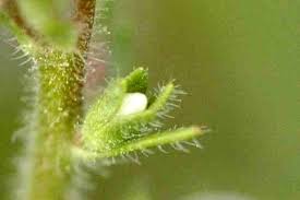 Attēlu rezultāti vaicājumam “Veronica officinalis fruit”