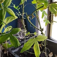 Attēlu rezultāti vaicājumam “Laburnum anagyroides leaf”