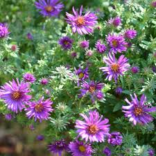 Image result for Aster novae-angliae