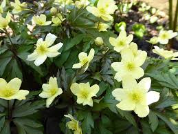 Attēlu rezultāti vaicājumam “Anemone x lipsiensis”