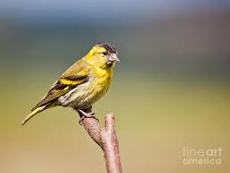 Attēlu rezultāti vaicājumam “Carduelis spinus male”