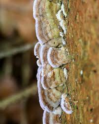 Attēlu rezultāti vaicājumam “Trichaptum abietinum”