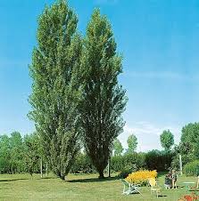 Attēlu rezultāti vaicājumam “Populus x berolinensis”