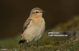 Attēlu rezultāti vaicājumam “Oenanthe oenanthe female”
