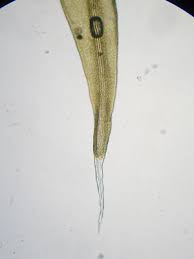 Attēlu rezultāti vaicājumam “Racomitrium heterostichum”