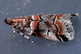 Attēlu rezultāti vaicājumam “Acrobasis advenella”