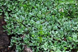 Attēlu rezultāti vaicājumam “Antennaria dioica leaf”