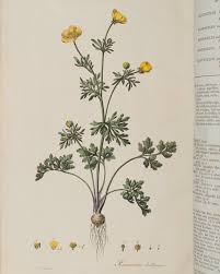 Attēlu rezultāti vaicājumam “Ranunculus bulbosus flower”