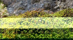 Attēlu rezultāti vaicājumam “Weissia brachycarpa”