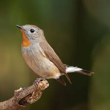 Image result for Ficedula albicilla