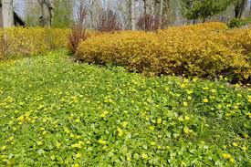 Attēlu rezultāti vaicājumam “Ficaria verna”