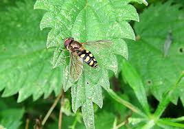 Attēlu rezultāti vaicājumam “Eupeodes nielseni”