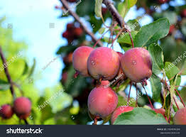 Attēlu rezultāti vaicājumam “Malus prunifolia fruit”
