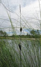 Attēlu rezultāti vaicājumam “Carex lasiocarpa”