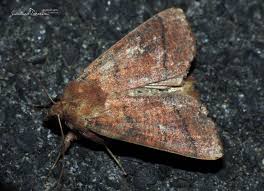 Attēlu rezultāti vaicājumam “Mythimna turca”