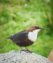 Attēlu rezultāti vaicājumam “Cinclus cinclus adult”