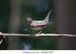 Image result for Turdus obscurus
