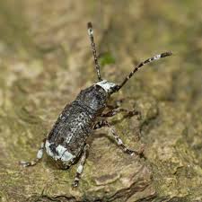 Attēlu rezultāti vaicājumam “Anthribidae”