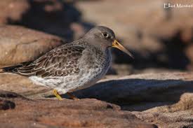 Attēlu rezultāti vaicājumam “Calidris maritima”
