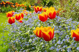 Image result for Myosotis sylvatica