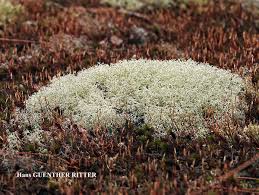Attēlu rezultāti vaicājumam “Cladonia stellaris”