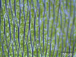 Attēlu rezultāti vaicājumam “Plagiothecium denticulatum”