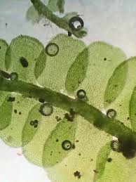 Attēlu rezultāti vaicājumam “Odontoschisma denudatum”