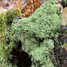 Attēlu rezultāti vaicājumam “Cladonia caespiticia”